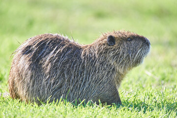 Coypu, also known as the nutria on the grass, Agamon Hula, Israel