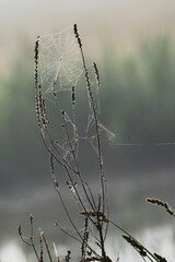 Spider net , Agamon Hula, Israel