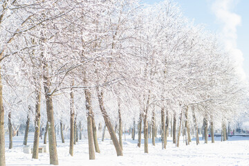 Winter landscape, trees in the snow