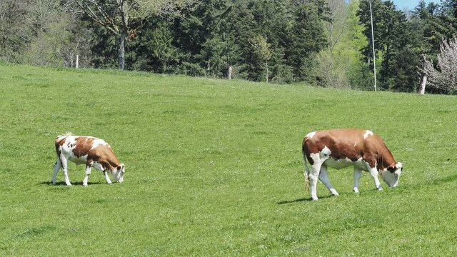(Bos taurus) Ein Rindfleisch und Kalb auf eine Weide grasen im Schwarzwald