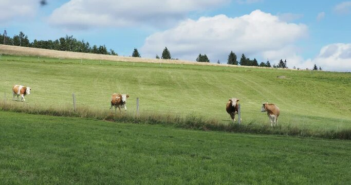 Junge K&auml;lber in einem Schwarzwaldfeld in Deutschland