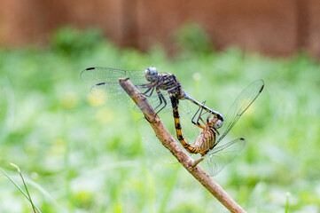 Male and female african dragonflies mating
