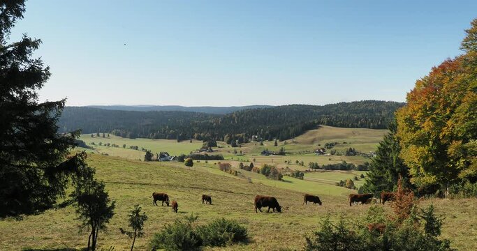 (Bos taurus) Herde Ochsen, K&uuml;he und K&auml;lber grasen auf einer Weide im Schwarzwald
