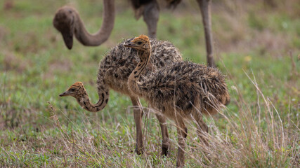 Ostrich chicks in the wild © Jurgens