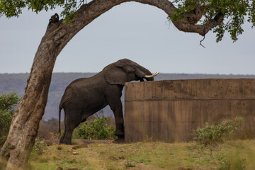 Fototapeta na wymiar African elephant bull drinking water from a dam