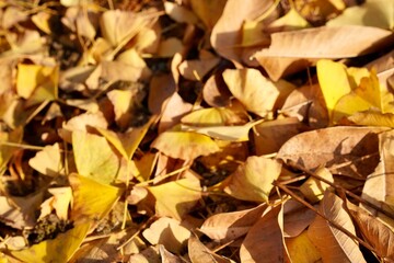 autumn leaves background
