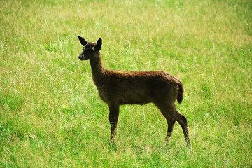 Junges Damwild auf einer Wiese