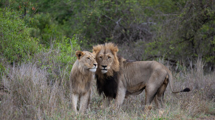 a mature lion and a young lion