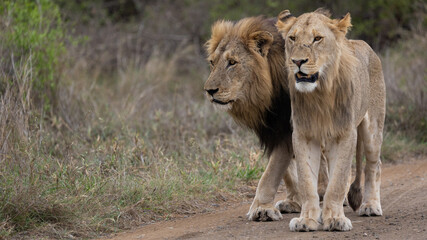 a mature lion and a young lion