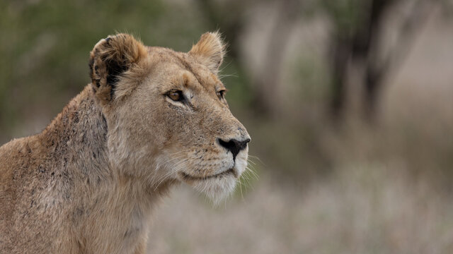 A Lioness In Stalking Mode