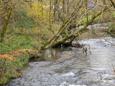 The Dulas River in autumn at Corris, Wales, UK.