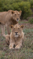 Fototapeta na wymiar Young male lion in the wild
