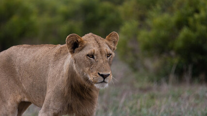 Young male lion in the wild