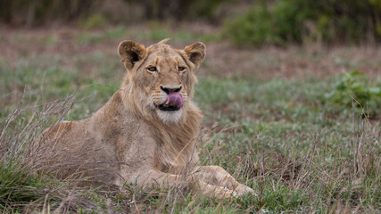 Young male lion in the wild