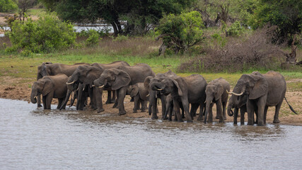 Naklejka na ściany i meble A large breeding herd of african elephants at a waterhole