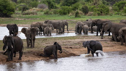 Obraz na płótnie Canvas A large breeding herd of african elephants at a waterhole