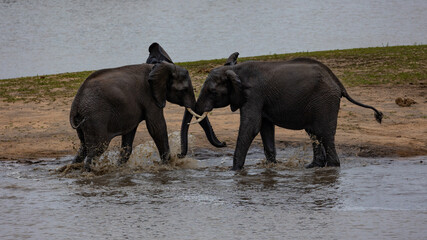 two bull elephants play fighting in a waterhole