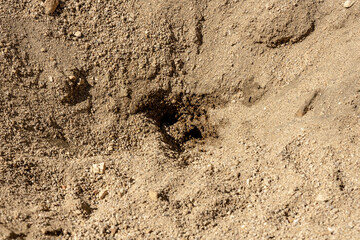 Bees Dig For Water In Sand