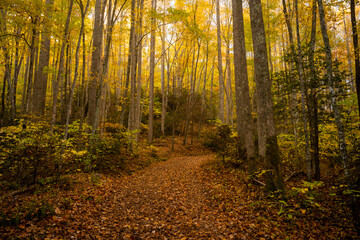 Yellow Leaves Highlight Thick Forest