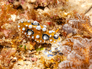 Warzenschnecken gibt es in vielen Farben im Meer