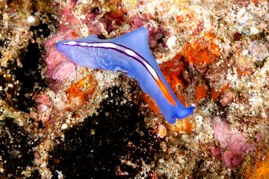 Plattwürmer werden oft mit Meersschnecken verwechselt