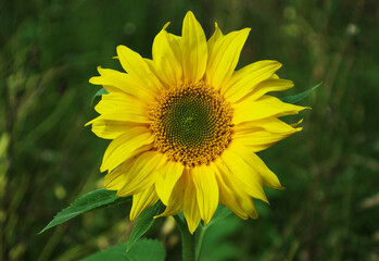 Sonnenblume