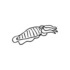 Doodle sea cuttlefish. Inhabitant of the coral reef. Mollusk animal of the ocean, seabed, oceanarium. Hand drawn thin line art vector illustration. Isolated simple element.
