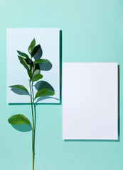 Abstract background with branch of green plant and rectangles of paper.