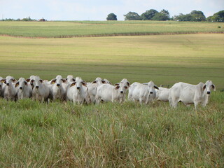 vacas da raça brahman
