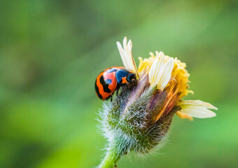 ladybird on a flower
