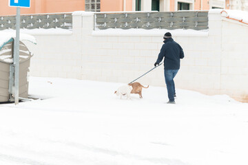A man in warm clothes walks two dogs in the snow that has fallen in the city. View of person walking during cold storm in winter in Zamora, Spain.