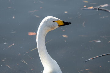 Obraz premium 白鳥 頭 