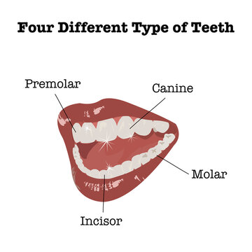 Vector Dental design over white background of  Four different Types of teeth for Dental. Beautiful woman mouth Smiling white teeth and red lips with teeth structure of Premolar,Canine,Incisors,Molar.