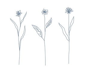 Fototapeta na wymiar Single wildflowers with leaves and stem. A linear drawing drawn by hand, blue isolated on a white background. A set of floral elements for a pattern or a postcard. Sketch style.