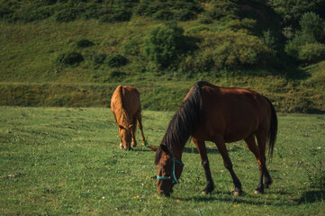Naklejka na ściany i meble horseы eats grass in a high-altitude pasture