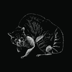 cat vector hand drawing illustration in scratch style. vector isolated element on the white background