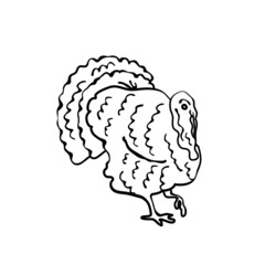 Illustration of a turkey in sketch style