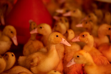 Beautiful little ducklings close-up in an incubator in the light of red lamps. Chicks under a heat lamp. Agriculture. Incubator. Industrial breeding of ducks. Birds on a poultry farm. Lots of ducks.