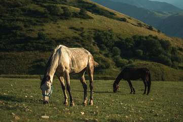 horses eats grass in a high-altitude pasture