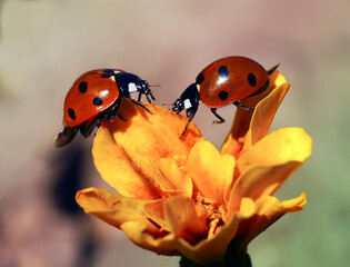 Ladybug sits on beautiful flowers