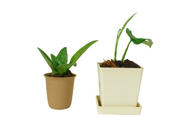 Monstera obliqua plant (Monstera monkey or Monstera adansonii)and Ledebouria kirkii Baker young in flower pot isolated on white background