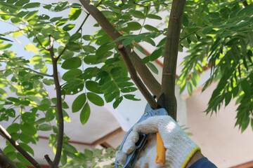 Gardener pruning  tree with pruning shears in garden on natural background.