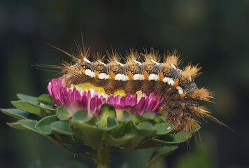 Caterpillar in nature