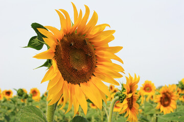 Obraz premium Yellow sunflowers grow in a green field