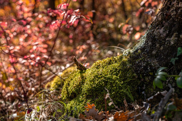 Mousse verte au pied d'un arbre en automne