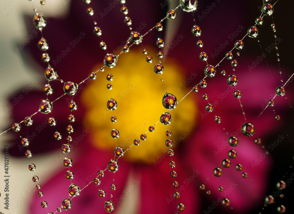 Wall mural reflection of colors in dew drops on the web