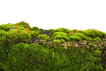 Green moss, grass on a stone isolated on a white background.