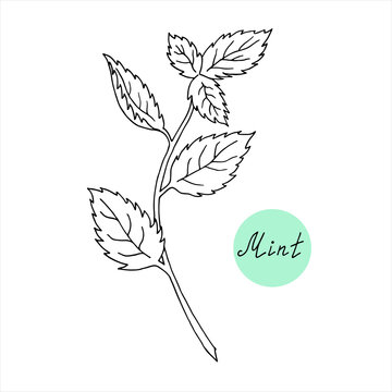 Fresh peppermint. Mint. Vector hand-drawn illustration of a plant. Sketch style. For the traditional menu of the bar and cuisine, treatment, medicine, gardening.