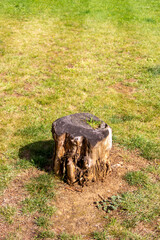 stump