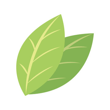 plant green leaf